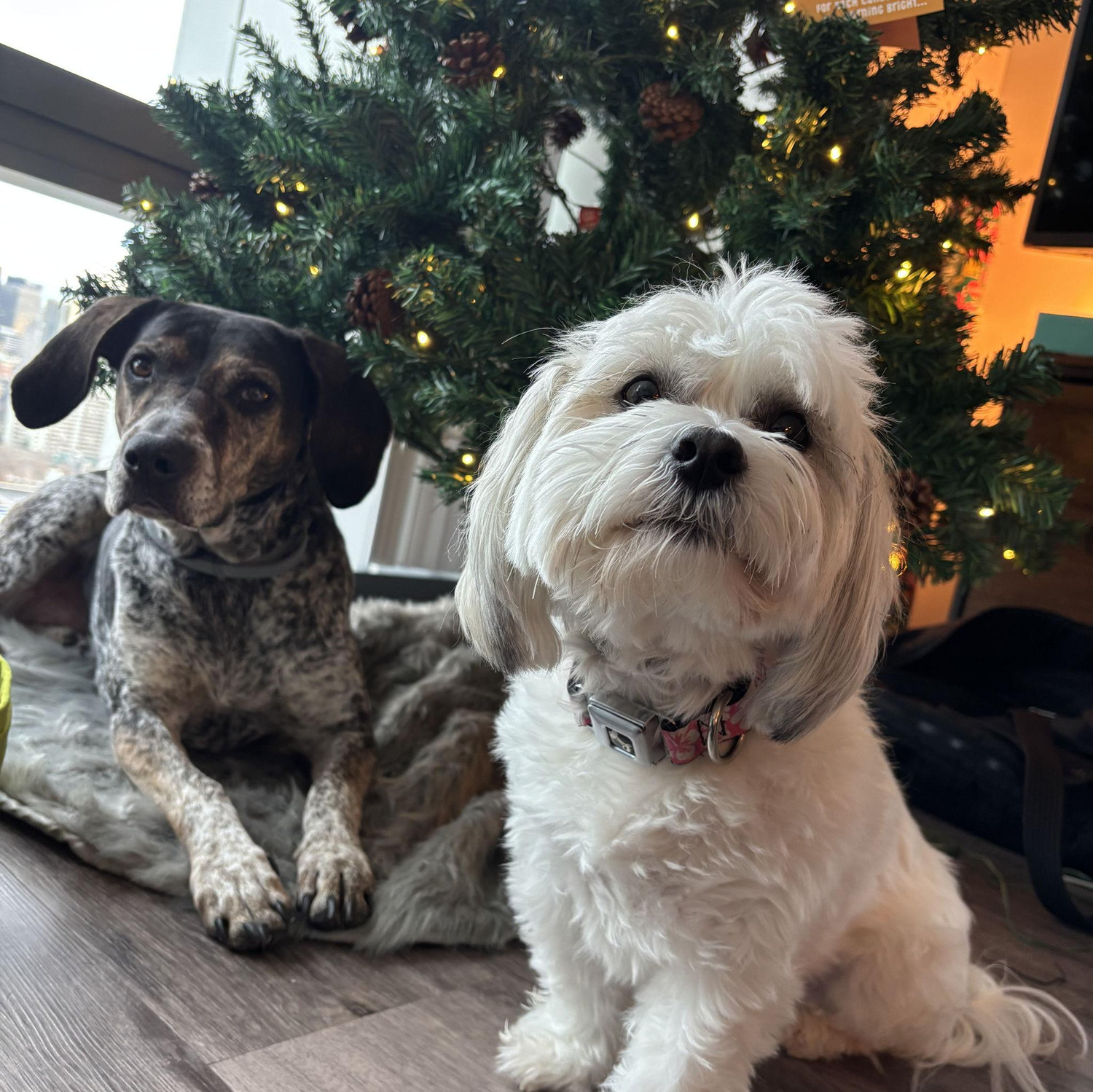 Chloe and Ella ~December 2025