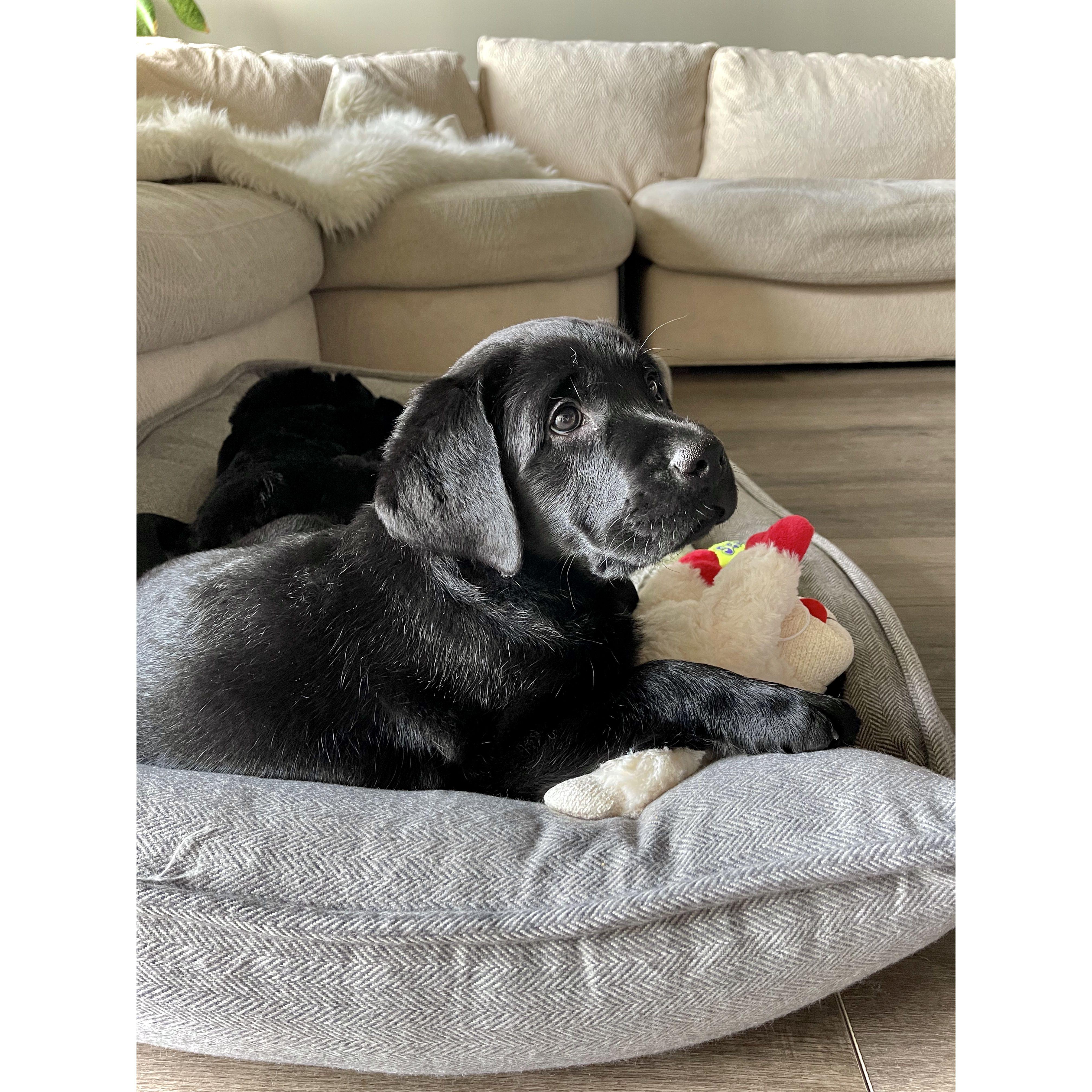 Sully's 3rd day home- October 2021