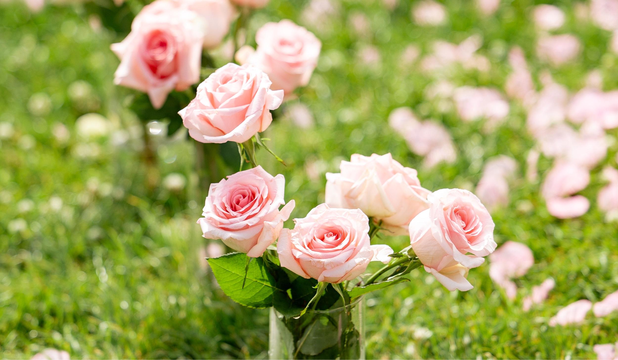 The Wedding Website of Sierra Olson and Dylan Jenkins