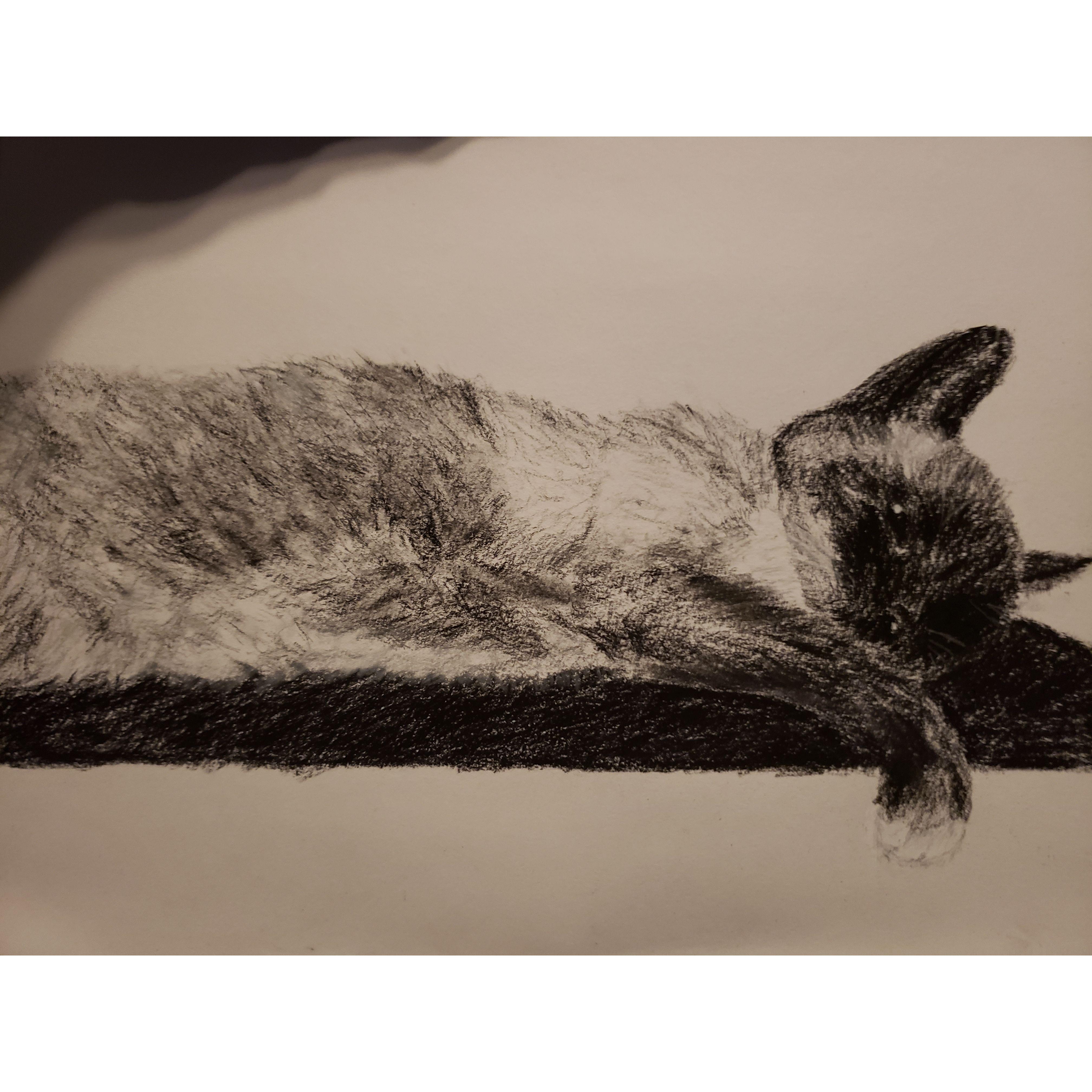 A BEAUTIFUL rendition of one of the Gilmore family cats, Neutron. / Un dessin MAGNIFIQUE représentant Neutron, l'un des chats de la famille Gilmore.