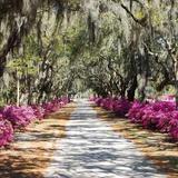 Bonaventure Cemetery Tours