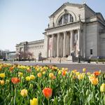 Saint Louis Art Museum
