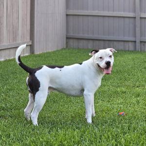 Otis' Pet Toy Fund