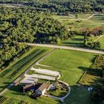 Sarah's Vineyard