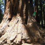 Sequoia & Kings Canyon National Parks