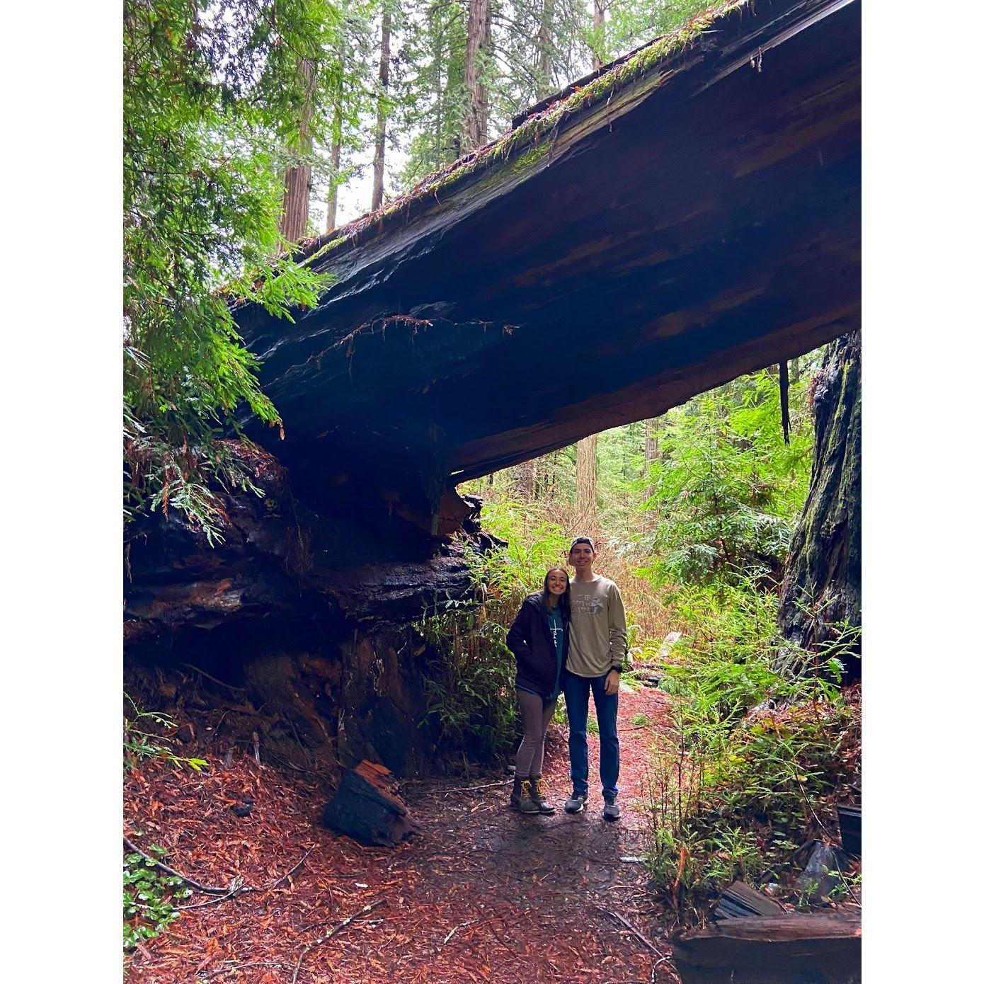The first time L visited A's family in California, they visited one of the Fitzpatrick's favorite places: the Redwoods! It was a dream come true for L!