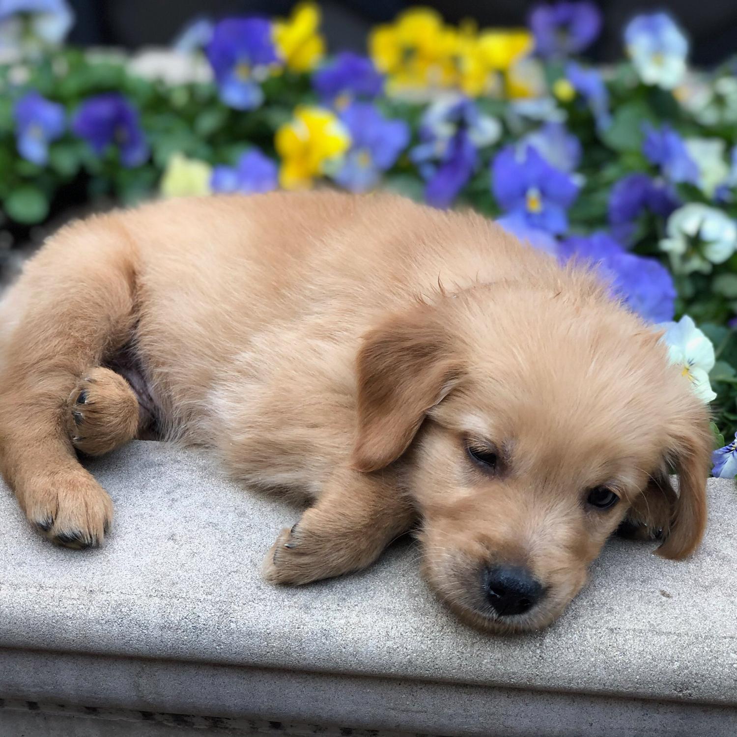 Sleepy puppy boy