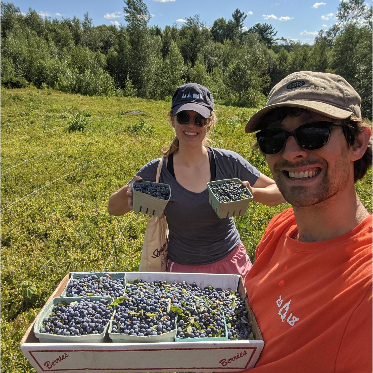 These free blueberries gave their lives to produce several pies, ice cream, and 6 cups of jam. RIP, fine berries.