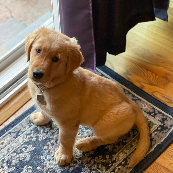 Our Golden Retriever Fund