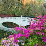 Magnolia Plantation and Gardens