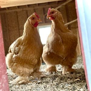 Hobby Farm Funds!