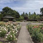 Sara Hite Rose Garden - Near the Church