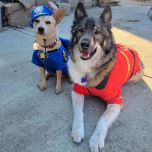 Bora & Mavi Halloween Costumes