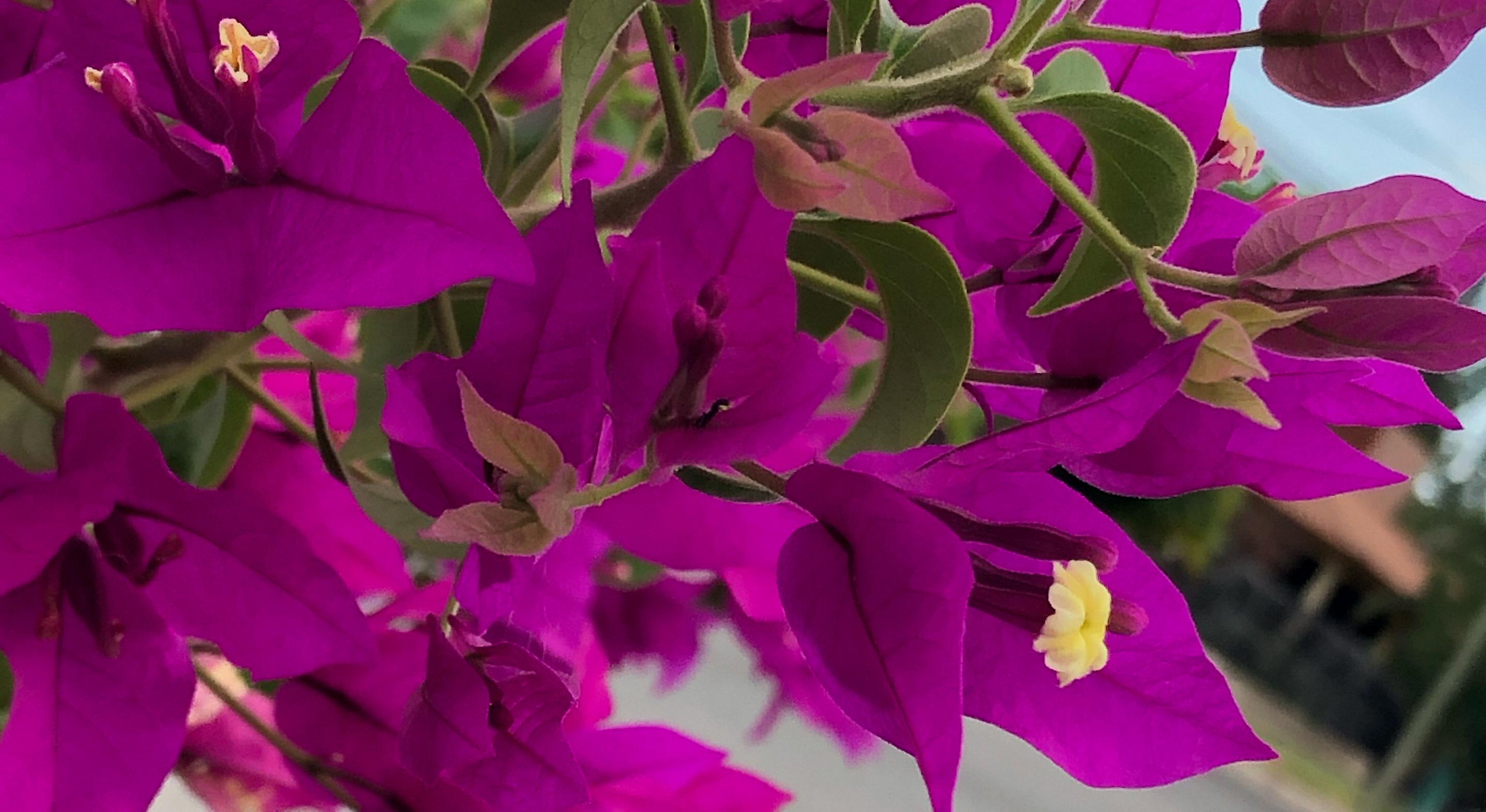 Footer image