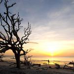 Driftwood Beach