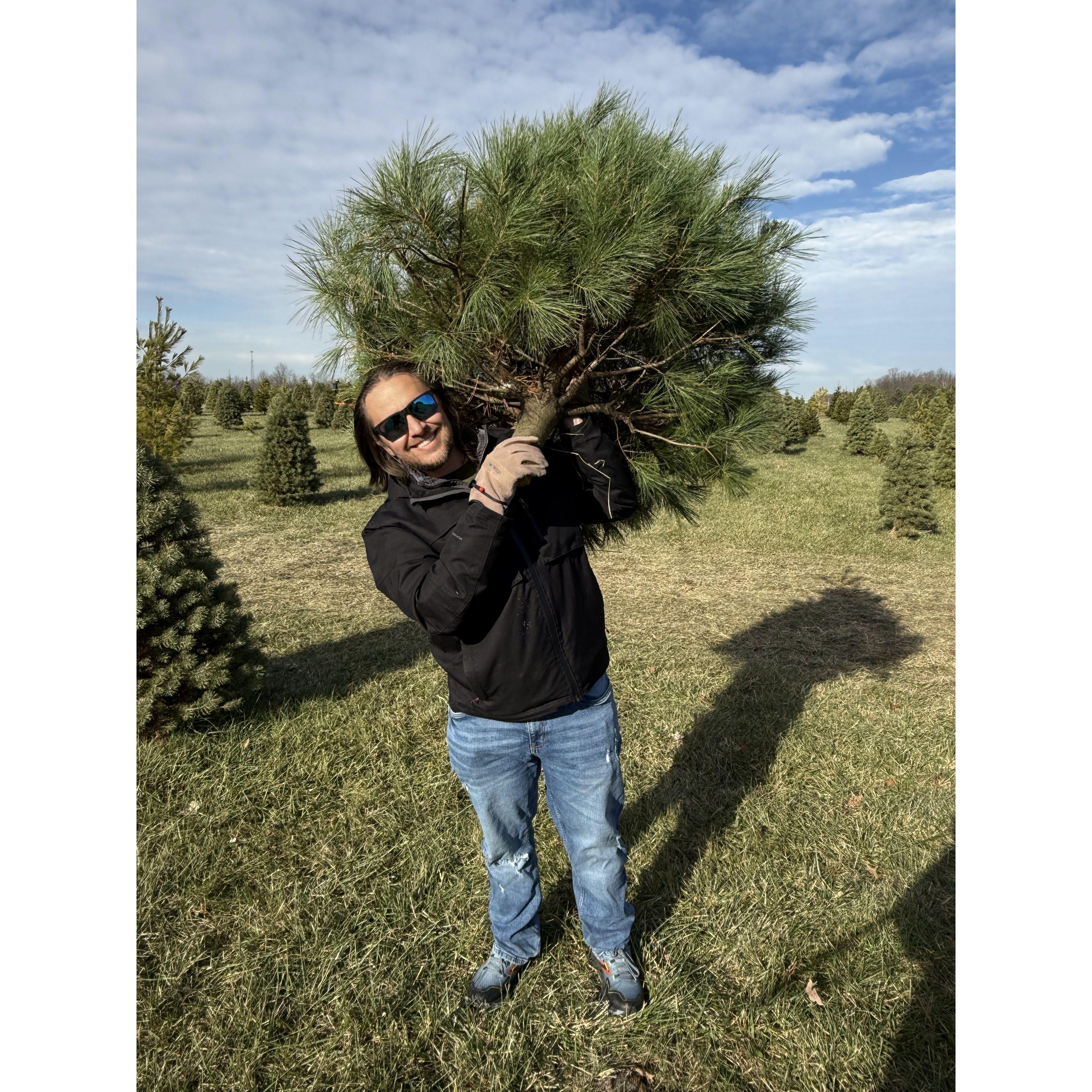 Acquiring the annual Christmas tree