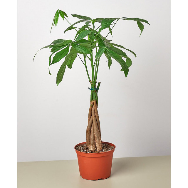 Money Tree 'Guiana Chestnut' Pachira Braid Live Plant, 6" Pot