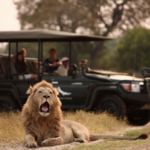 Safari - Garden Route Game Lodge