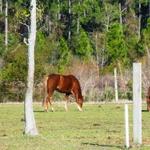 Horseback Trail Rides 30A-Destin
