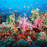 Mesoamerican Barrier Reef Snorkeling in Puerto Morelos
