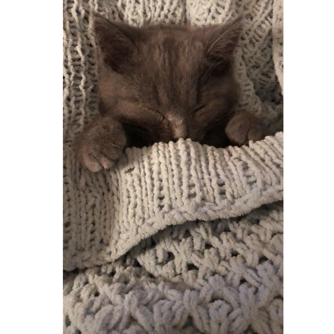 The day we brought our handsome, Buster, home!