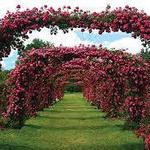 Elizabeth Park Rose Garden