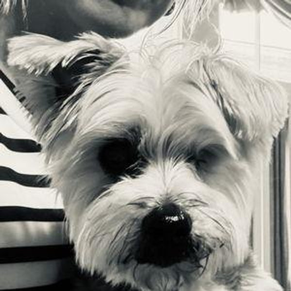 Ellie's next vet bill