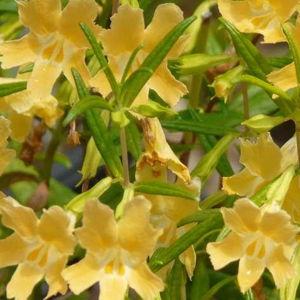 Monkey Flower (1)
