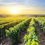 Woodinville Wine Country