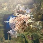 Ripley's Aquarium of Canada