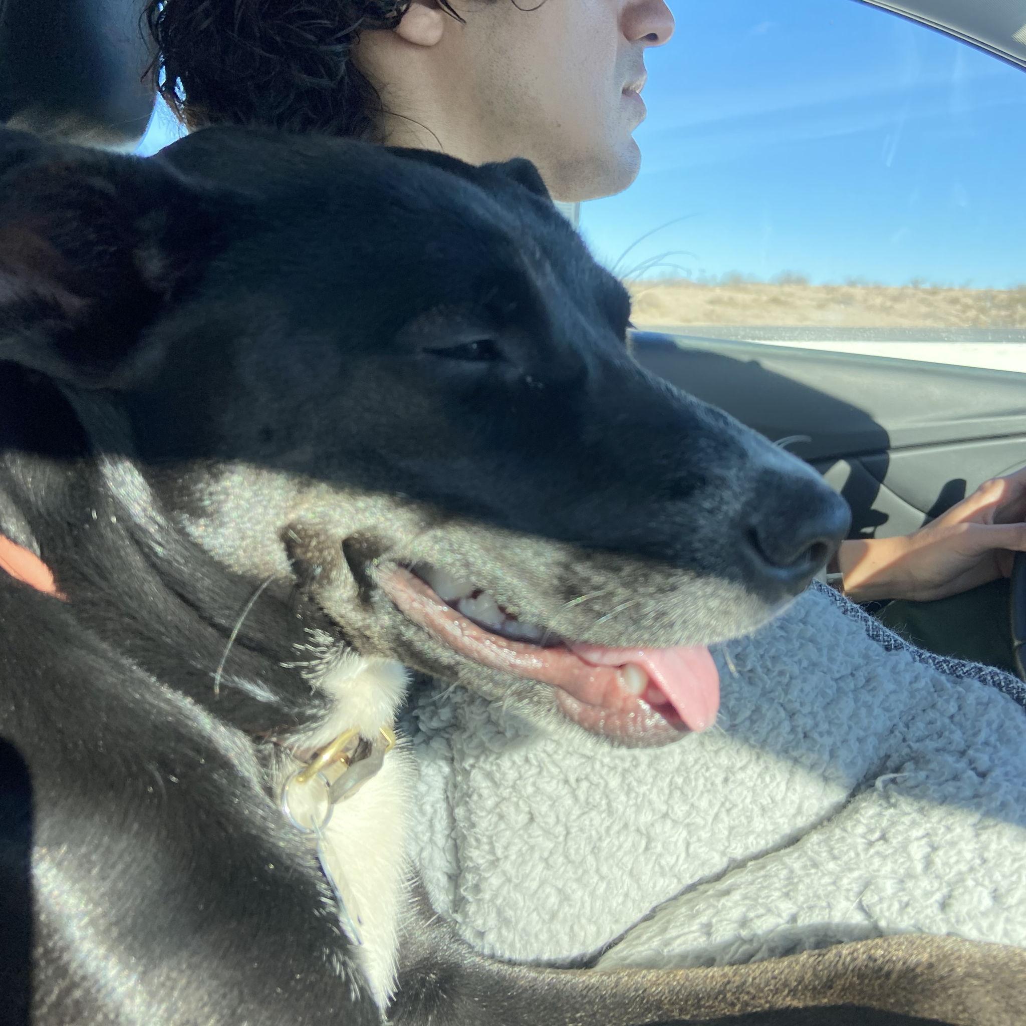 Roadtripping with our pup, Pepita!