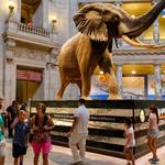 Almost all museums are free in DC