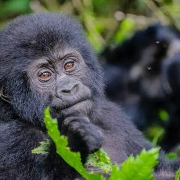 Honeymoon Gorilla Trek
