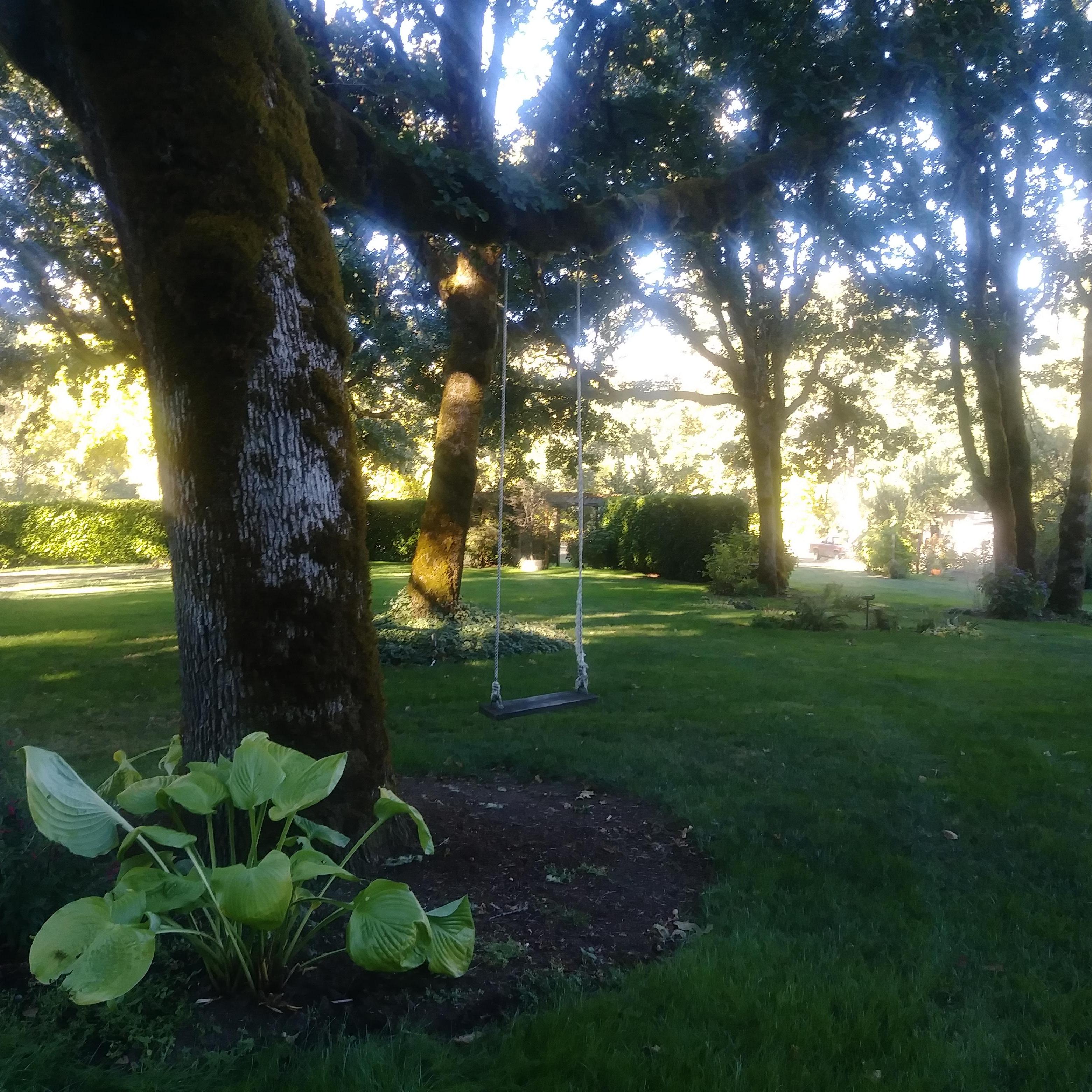 Lovely tree swing