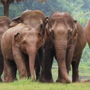 Two Tickets to Elephant Nature