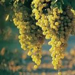 Wine Tasting