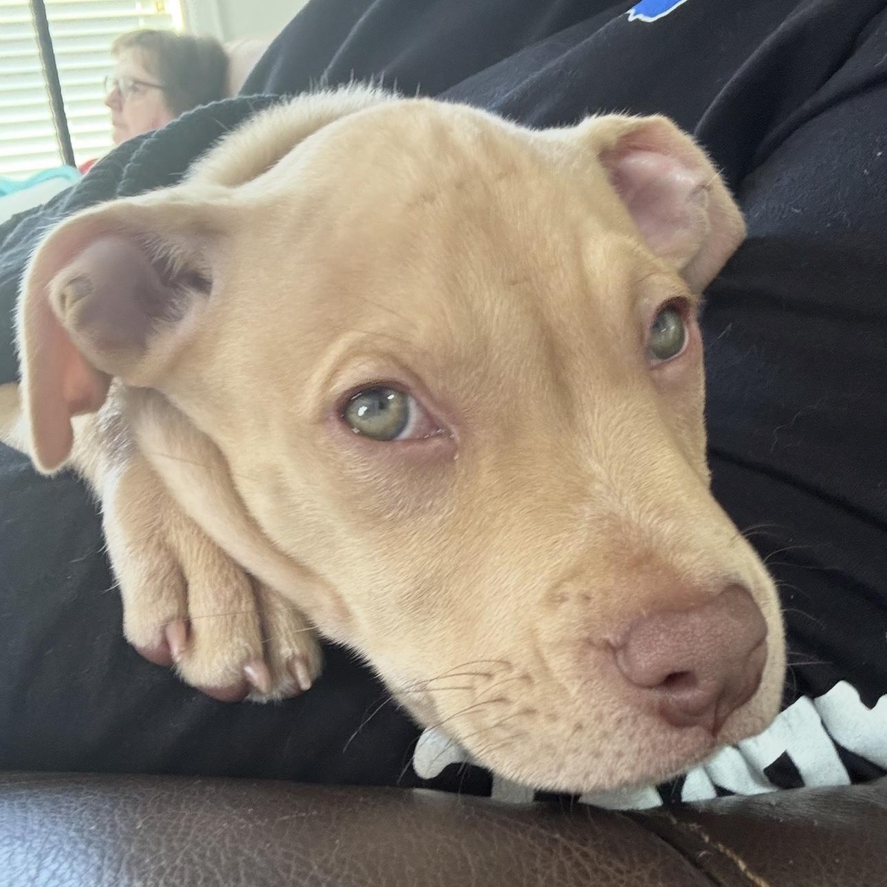 Our dog, Nipsey