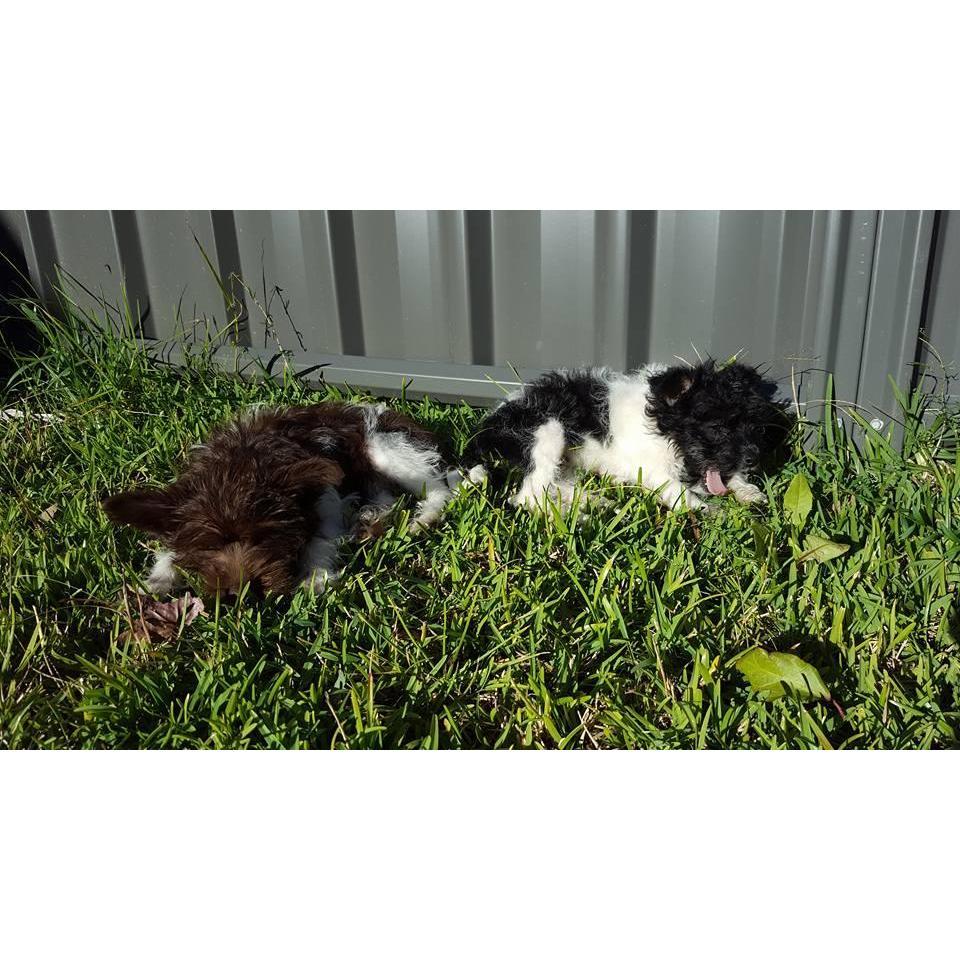 15.06.2018: We brought Ellie and Zuko home