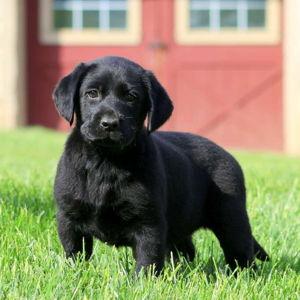 Black Lab Fund