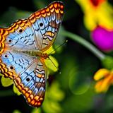 The Key West Butterfly and Nature Conservatory
