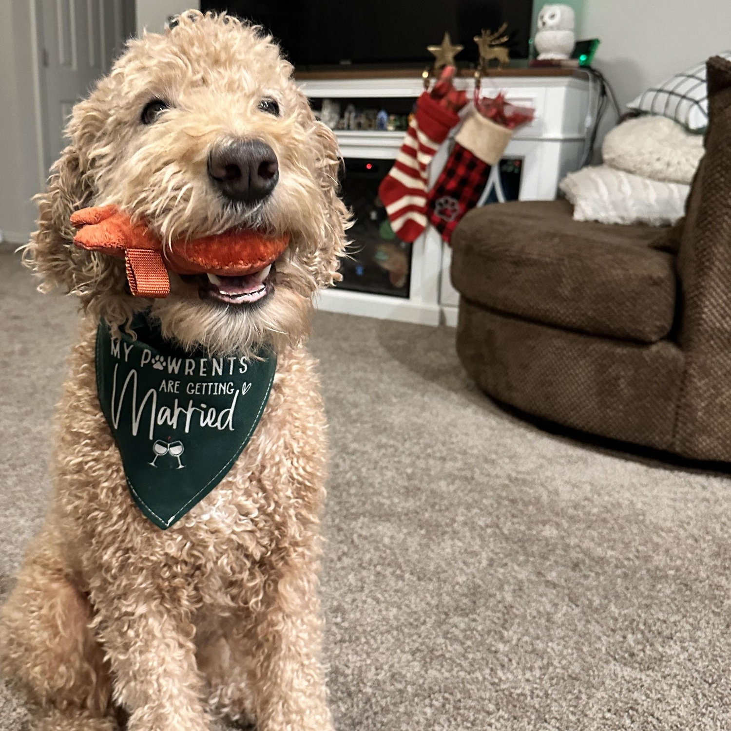 Briggs is verry excited his "Pawrents are getting married"