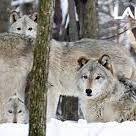 Lakota Wolf Preserve