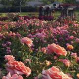 Norfolk Botanical Garden