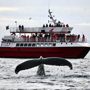 Whale Watching Tour