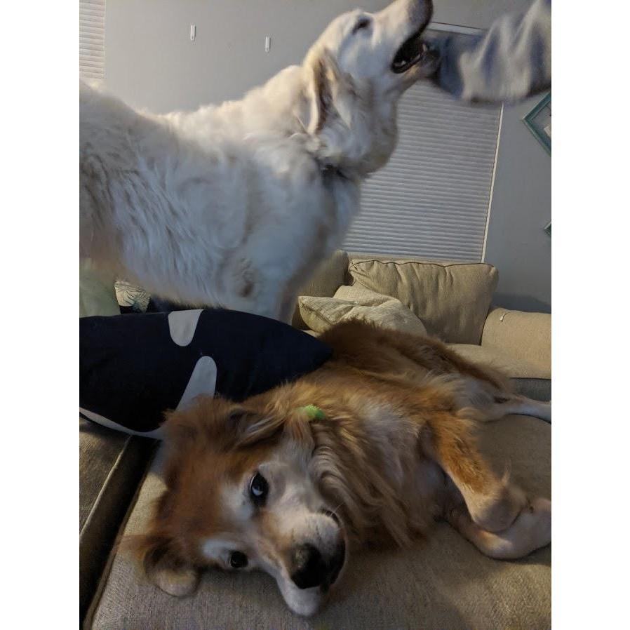 Zook and Millie love to fight for being pet. Zook was in the middle of getting some belly scratches when Millie rudely interrupted. Zook clearly wasn't a fan of this!