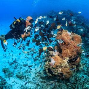 Honeymoon Scuba Diving Adventure