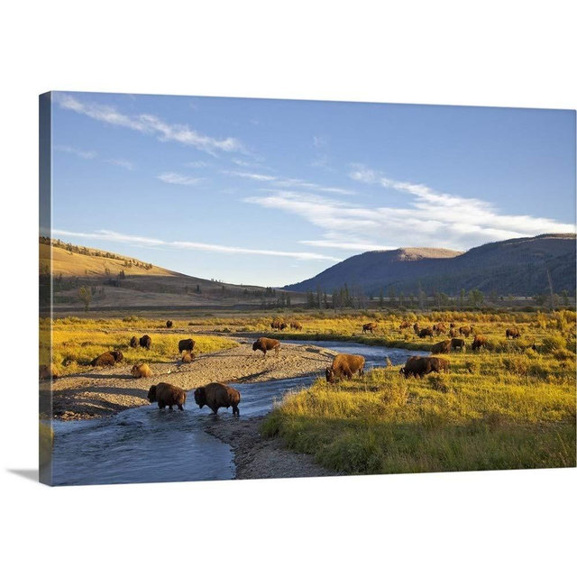 CANVAS ON DEMAND Bison Herd in the Lamar Valley of Yellowstone National Park in Wyoming Canvas Wall Art Print by Chuck Haney, Home Decor, Wildlife Artwork,30" x20in