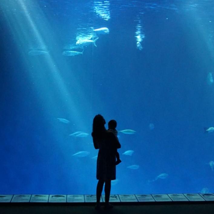 Monterey Aquarium