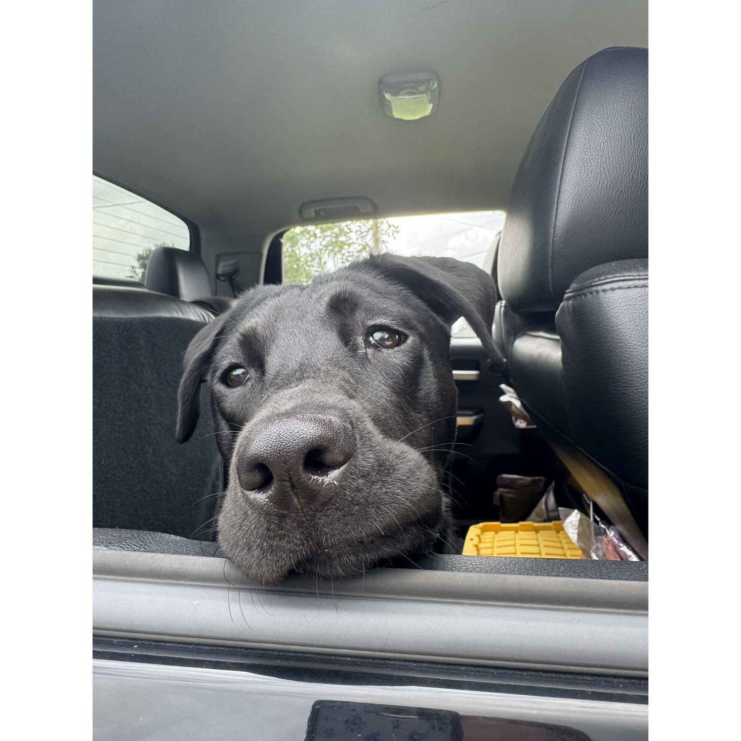 Our best girl Remington Kate!
