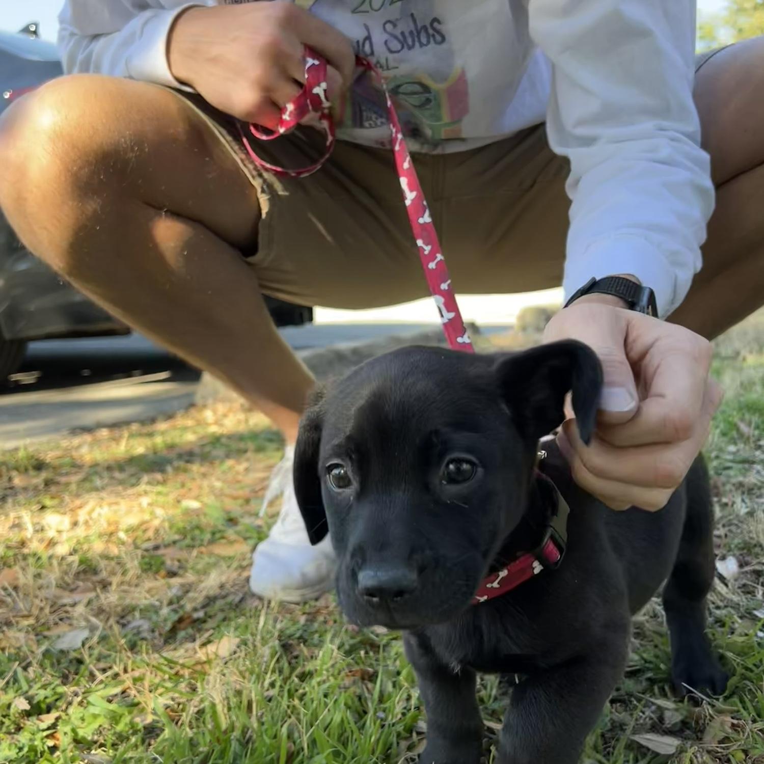 We adopted Scout on March 10, 2022!